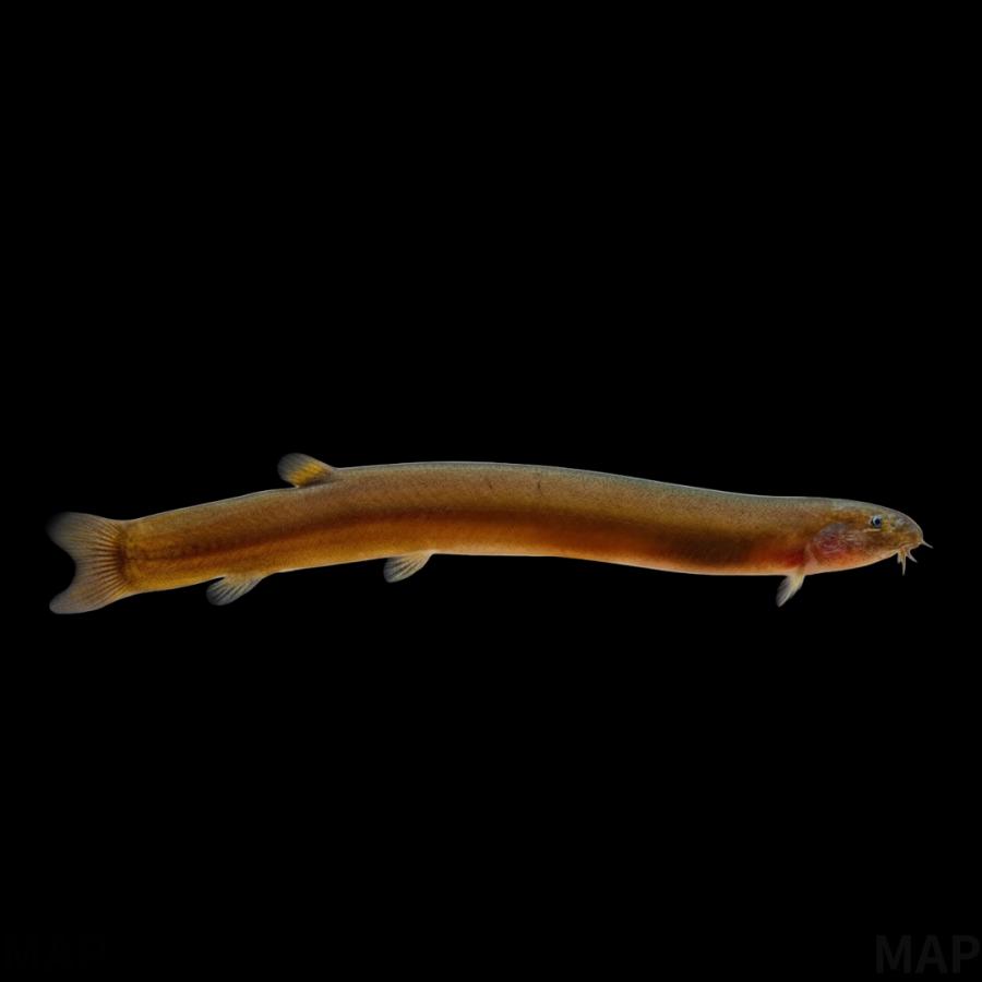 プラチナソウギョ　熱帯魚 ソウギョ（草魚）の飼育：寿命はどのくらい？価格は？ | アクアリウム生活
