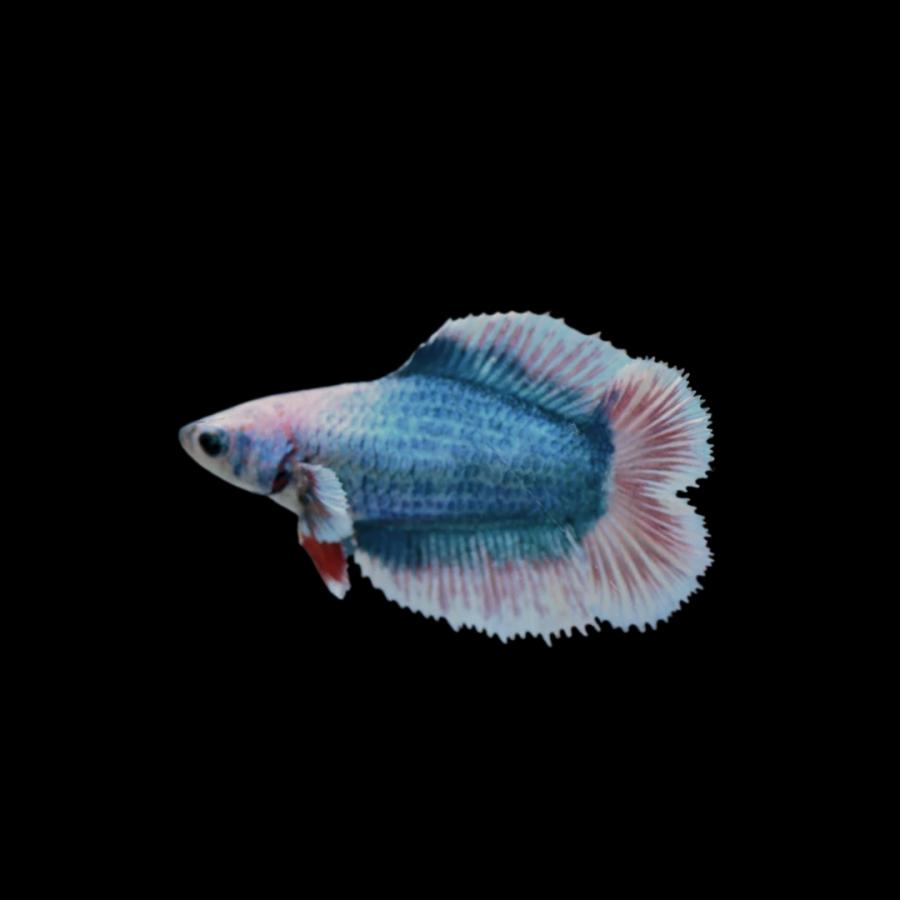 闘魚　ベタ　ｵｽﾒｽセット　♂ ダンボ(プラカット/キャンディ)　♀️ダブルテール　熱帯魚 ベタ 熱帯魚 生体 クラウンテールプラカット キャンディ オス ブルー系