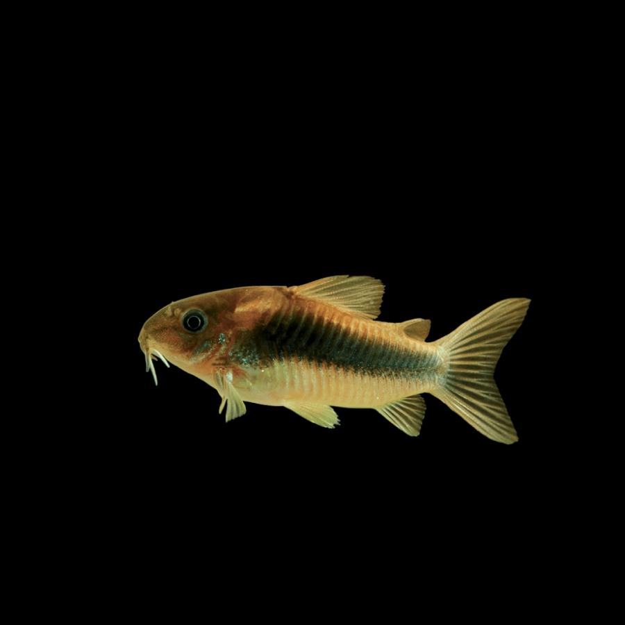 熱帯魚 コリドラス 赤コリドラス（アエネウス） 3cm± 15匹セット 