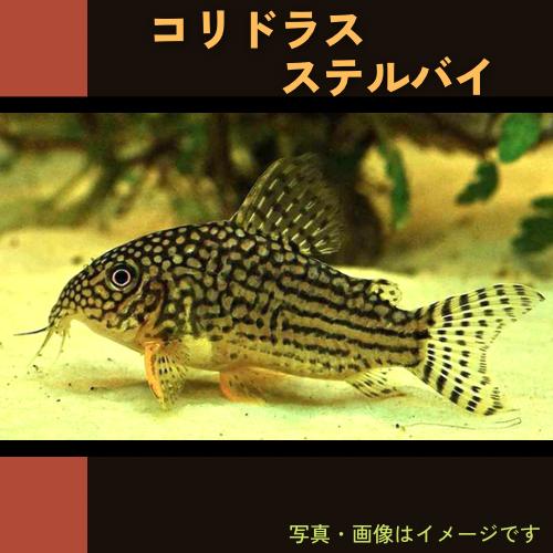 438円 特価ブランド 熱帯魚 コリドラス ステルバイ 3cm 1匹