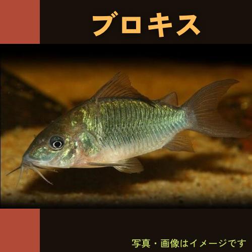 熱帯魚 コリドラス ブロキス 4cm 1匹 増子水景 通販 Yahoo ショッピング