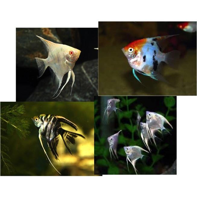 熱帯魚 エンゼルフィッシュ ミックスエンゼル 色おまかせ Smサイズ ３匹 Persian Kitten Com