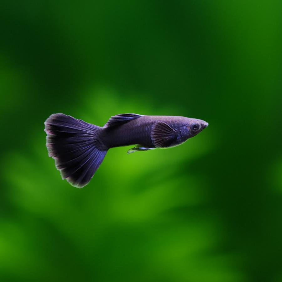 国産グッピー フルブラック 1ペア （アダルトサイズ）【人気のソリッド