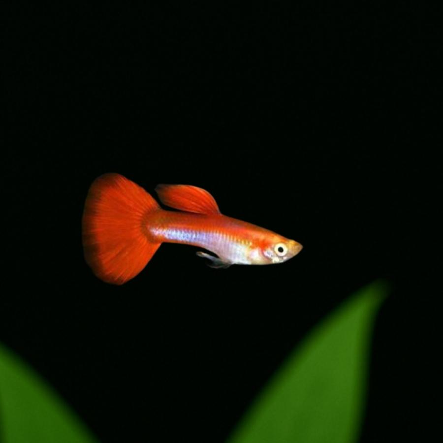 オスフロ(レッド)  熱帯魚 値下げしました！ レッドフィンオスフロなど」東京都 - 熱帯魚・観賞魚の里親募集