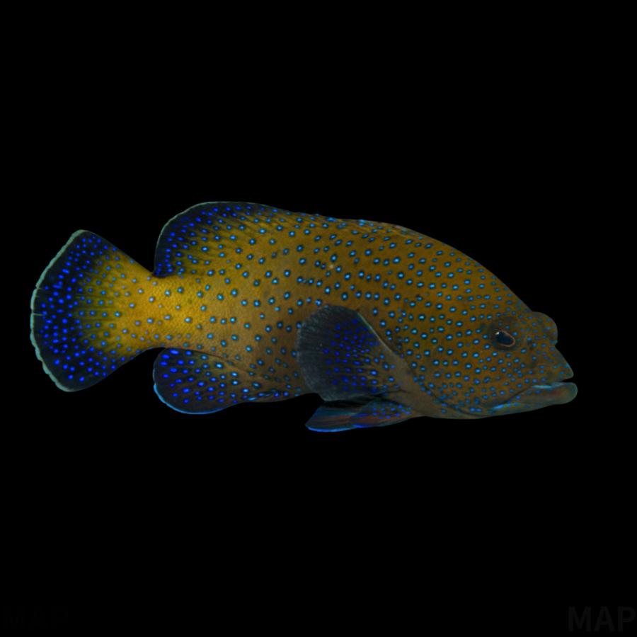 海水魚 ハタ アオノメハタ 10cm± 1匹 【美しい青いスポット】【中型
