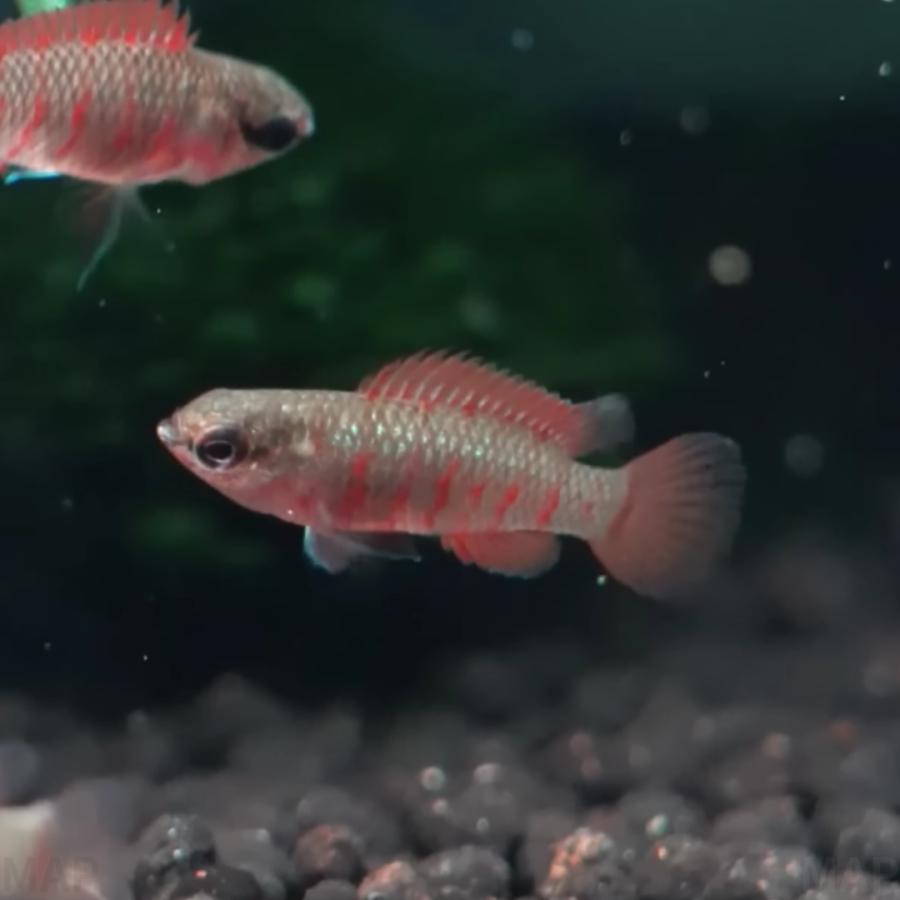 熱帯魚 その他 ダリオ スカーレットジェム 1cm± 3匹 【赤い宝石