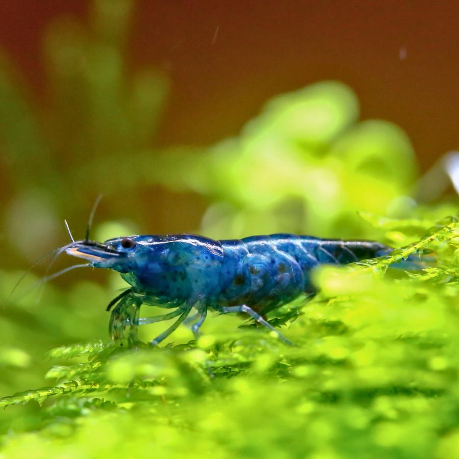 淡水生物 エビ ブルーベルベットシュリンプ 1cm± 12匹 【鮮やかな