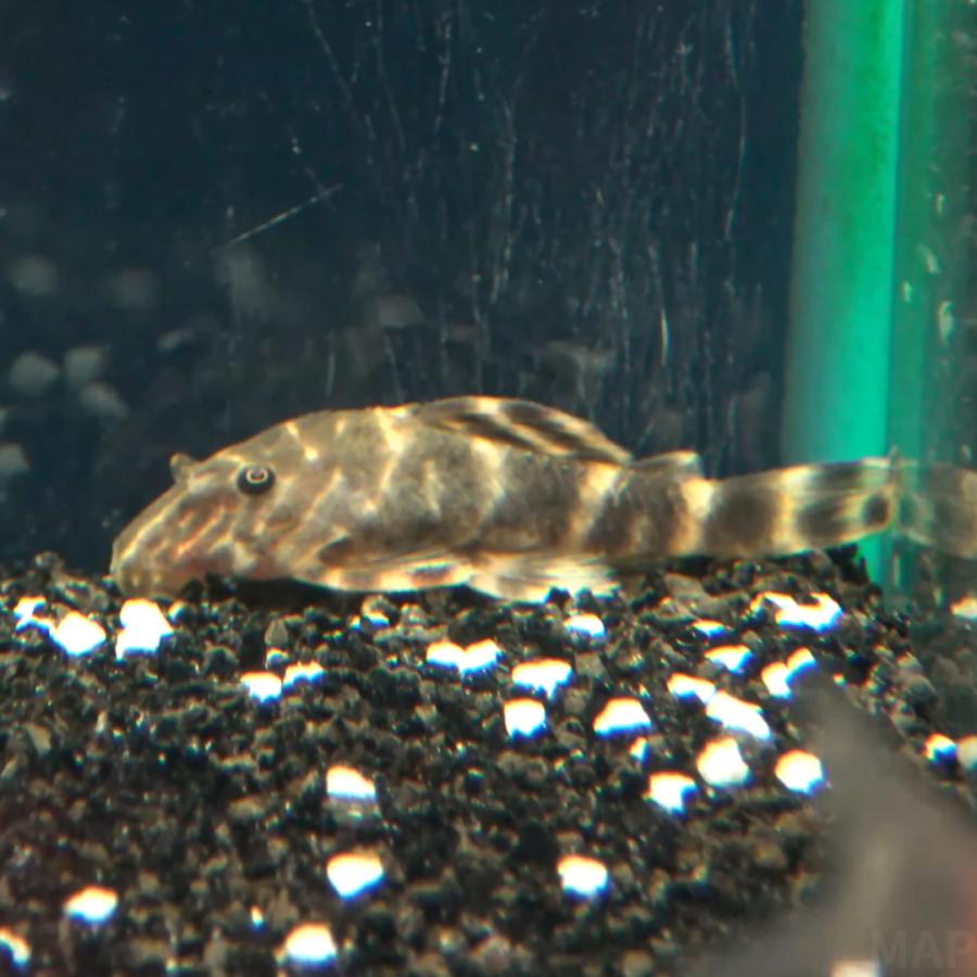 取り引き中　プレコ  熱帯魚 プレコ - 熱帯魚のmishima