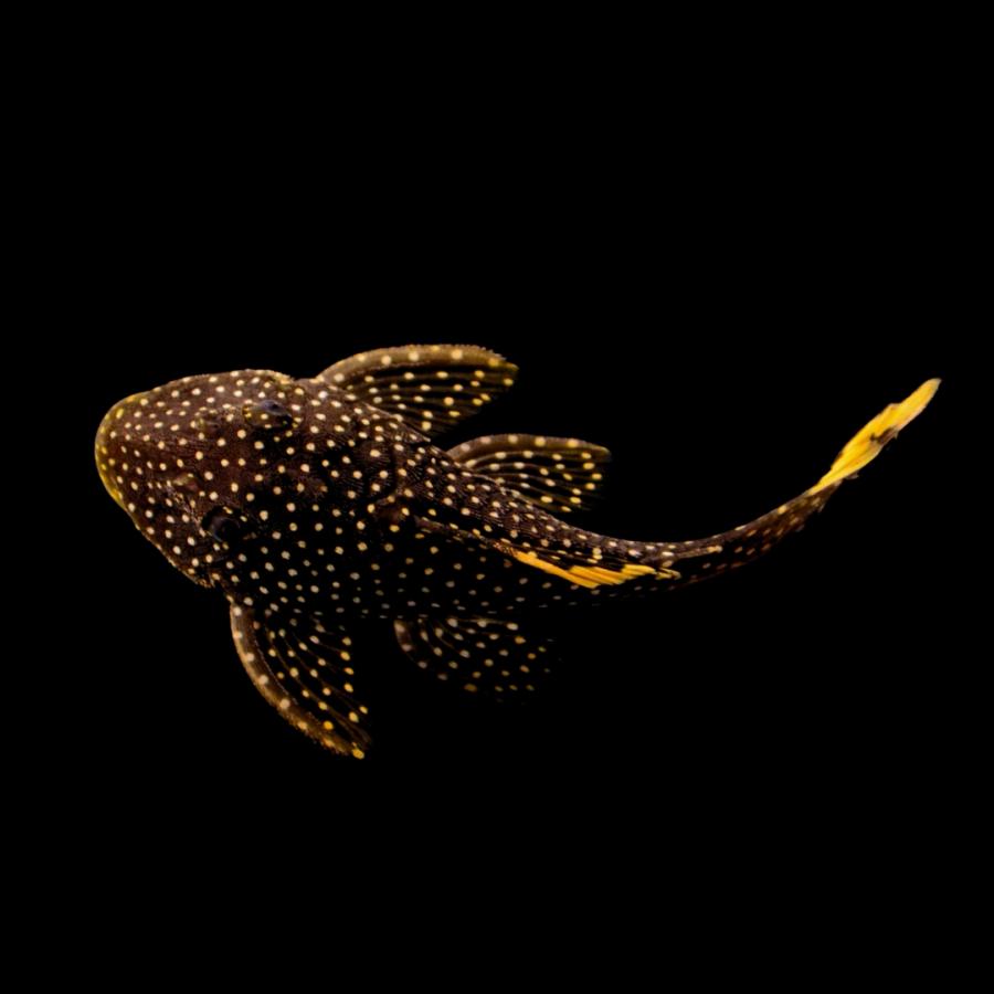熱帯魚 プレコ オレンジフィンカイザープレコ 4cm± 2匹 【人気の