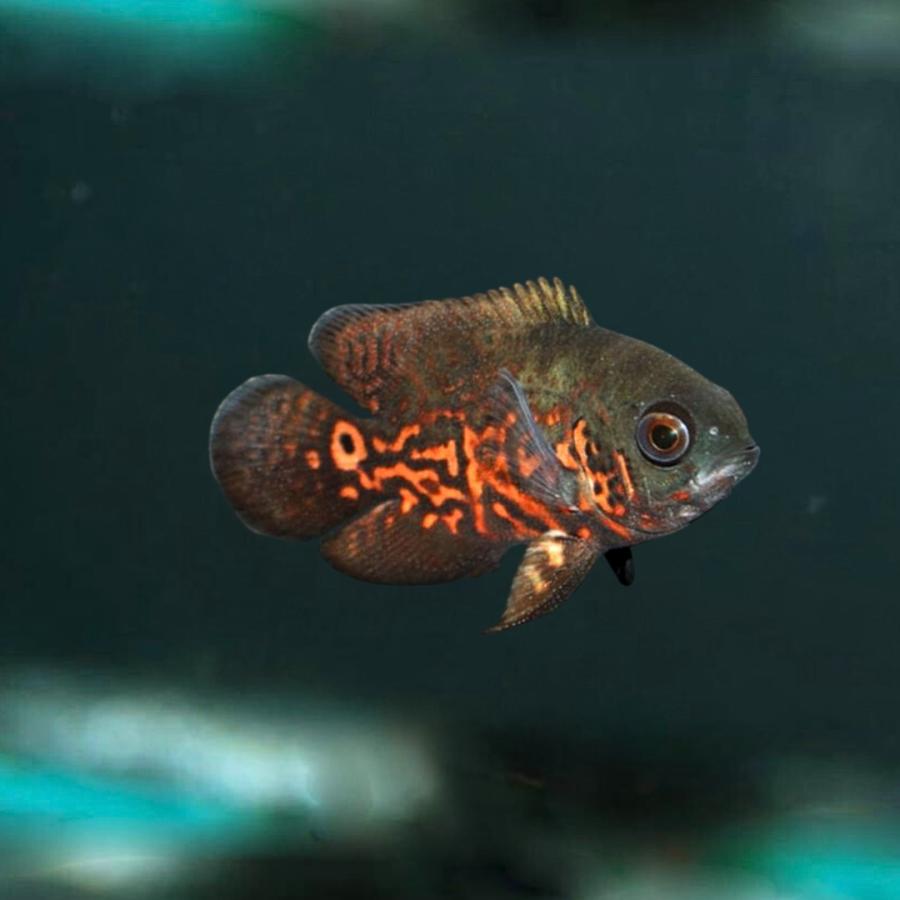 淡水魚 アメリカンシクリッド レッドタイガーオスカー 4cm± 1匹 【人に