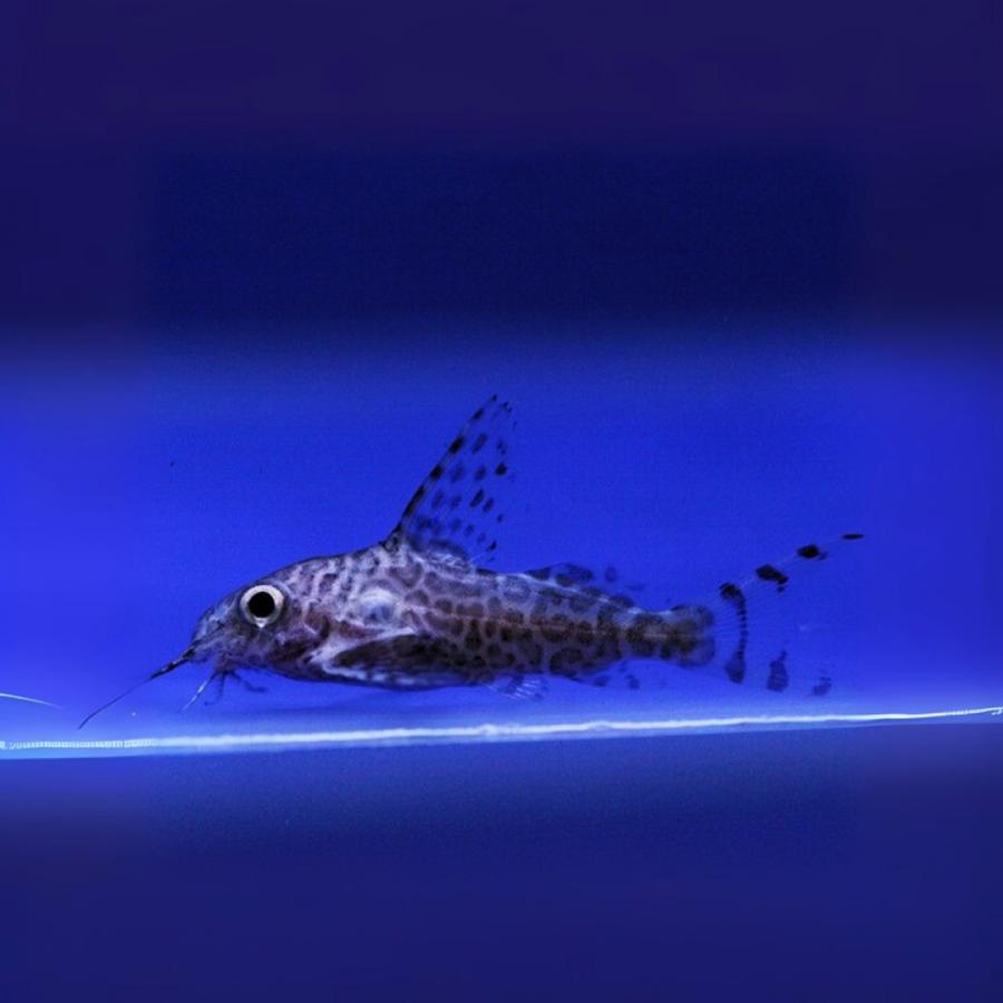熱帯魚 ナマズの仲間 フェザーフィン・シノドンティス 2cm± 9匹