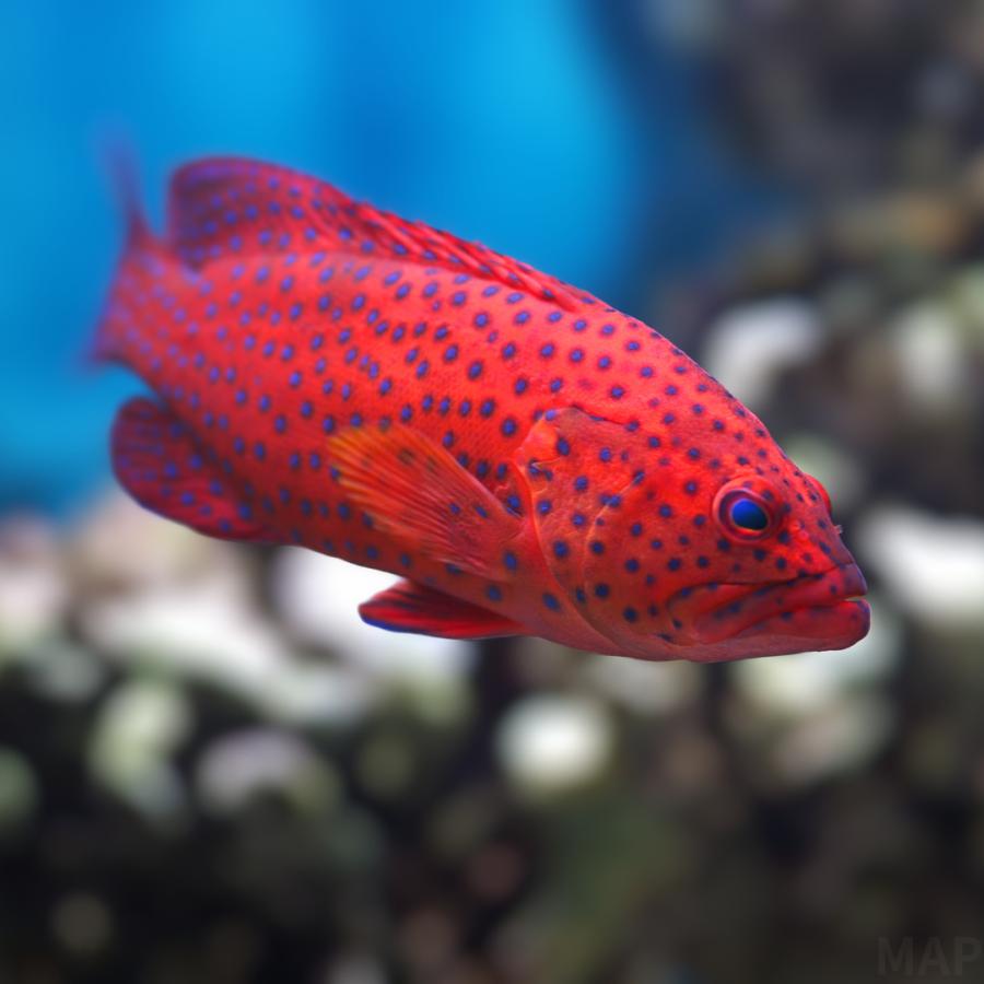 海水魚 ハタ ユカタハタ 11cm± 1匹 【鮮やかな赤】【中型ハタの人気種】 : MASUKOSUIKEI - 通販 - Yahoo!ショッピング