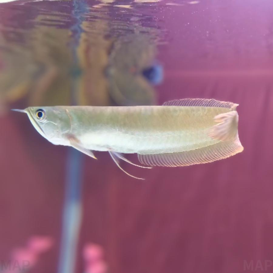 淡水魚 古代魚 アロワナ シルバーアロワナ 13cm± 2匹 【大型魚の代表格】【憧れのペットフィッシュ】 : MASUKOSUIKEI ...