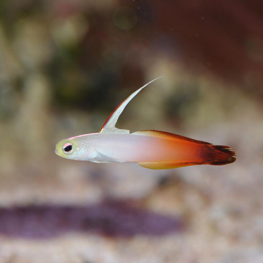海水魚 ハゼの仲間 ハタタテハゼ 4cm± 1匹 【温和で飼いやすい】【人気の遊泳ハゼ】 : MASUKOSUIKEI - 通販 ...