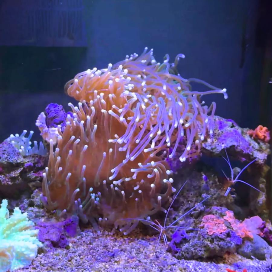 イソギンチャク。 海水生物 イソギンチャク ロングテンタクルアネモネ 8-15cm± 1個