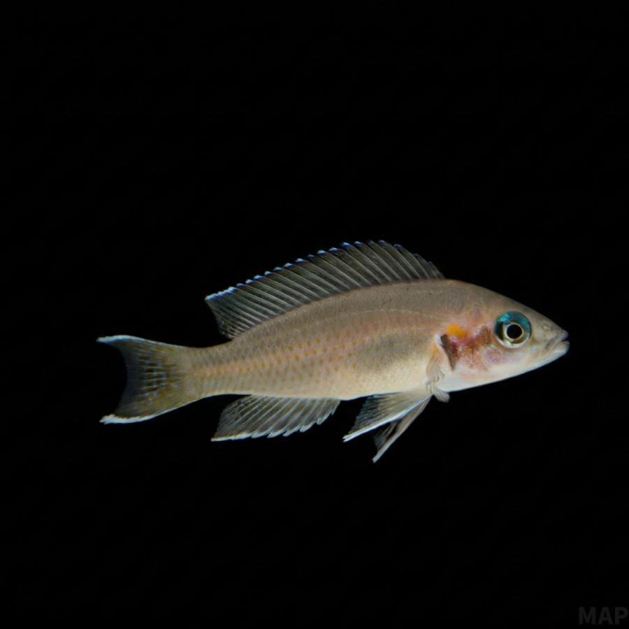 熱帯魚 アフリカンシクリッド ネオランプロローグス・ブリチャージ 3.5