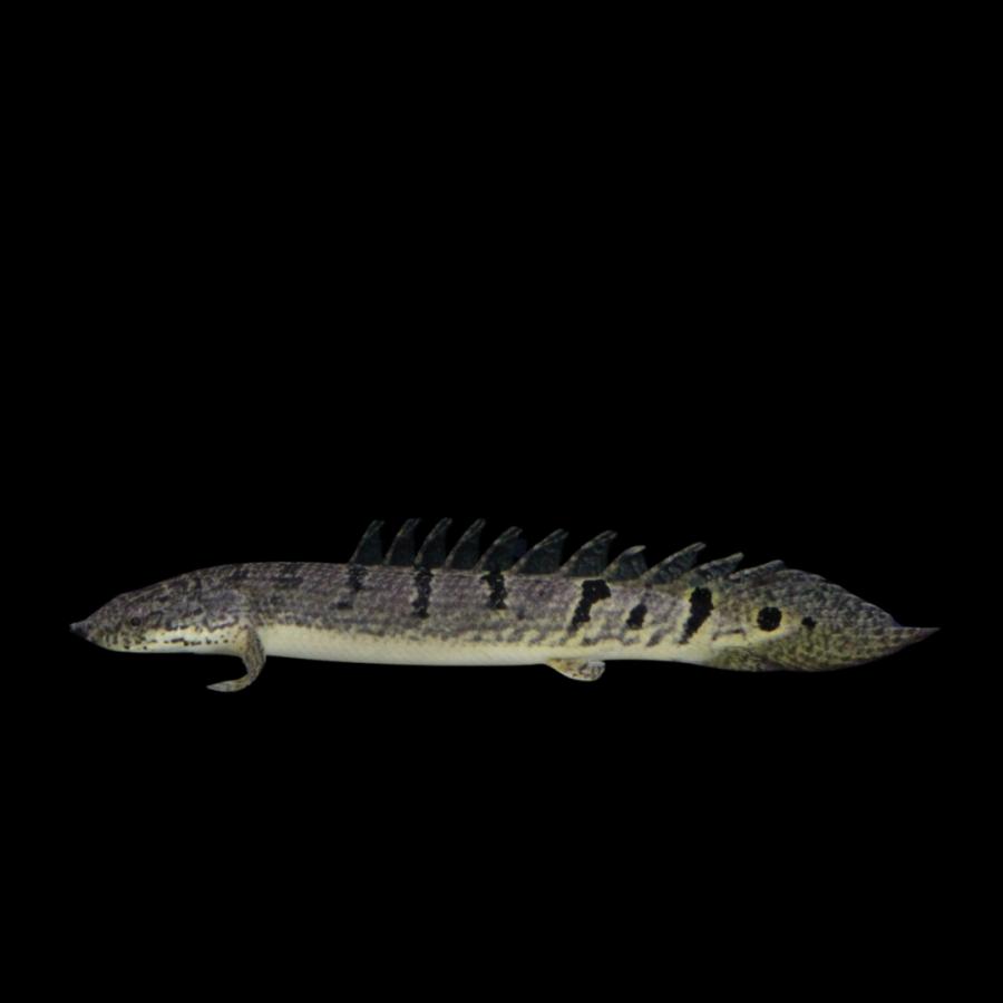 熱帯魚 古代魚 大型魚 ポリプテルス・デルヘッジ 6cm± 3匹 【バンド