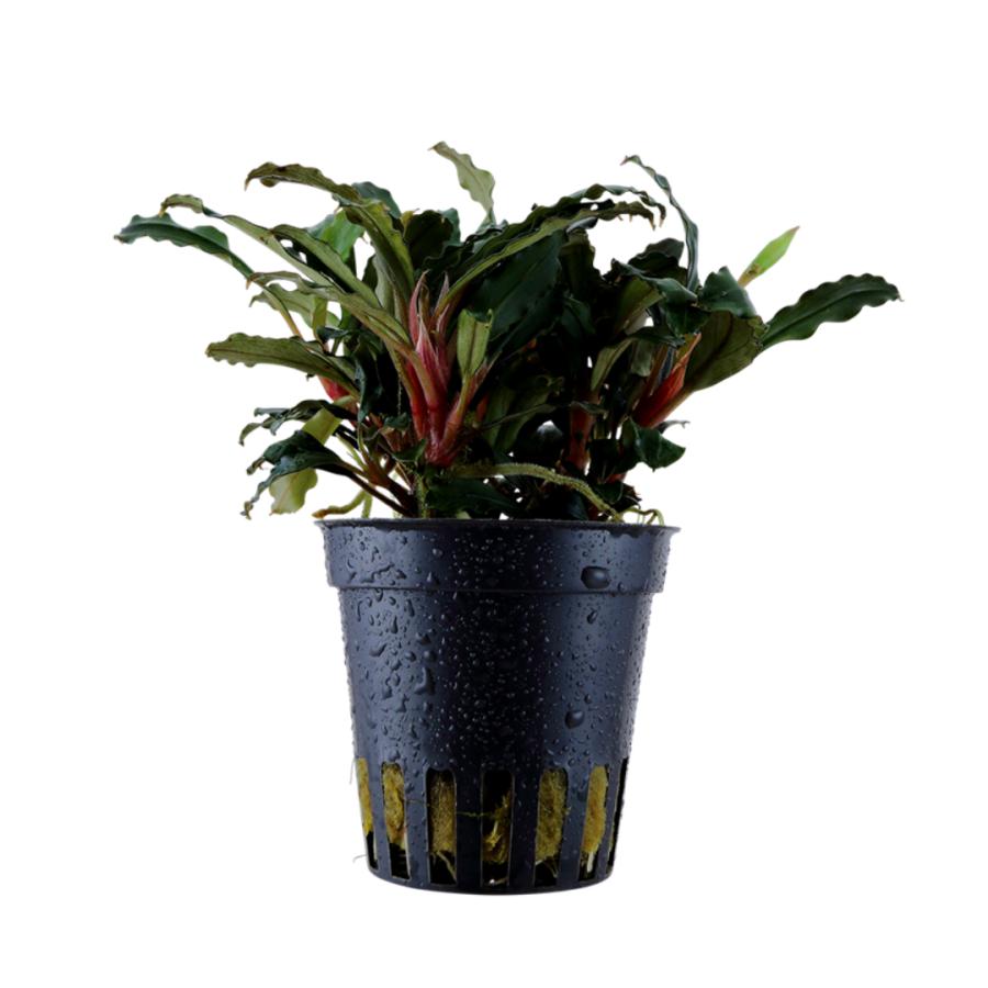 水草 陰性水草 活着水草 ブセファランドラ sp. レッド Tropica Pot 2