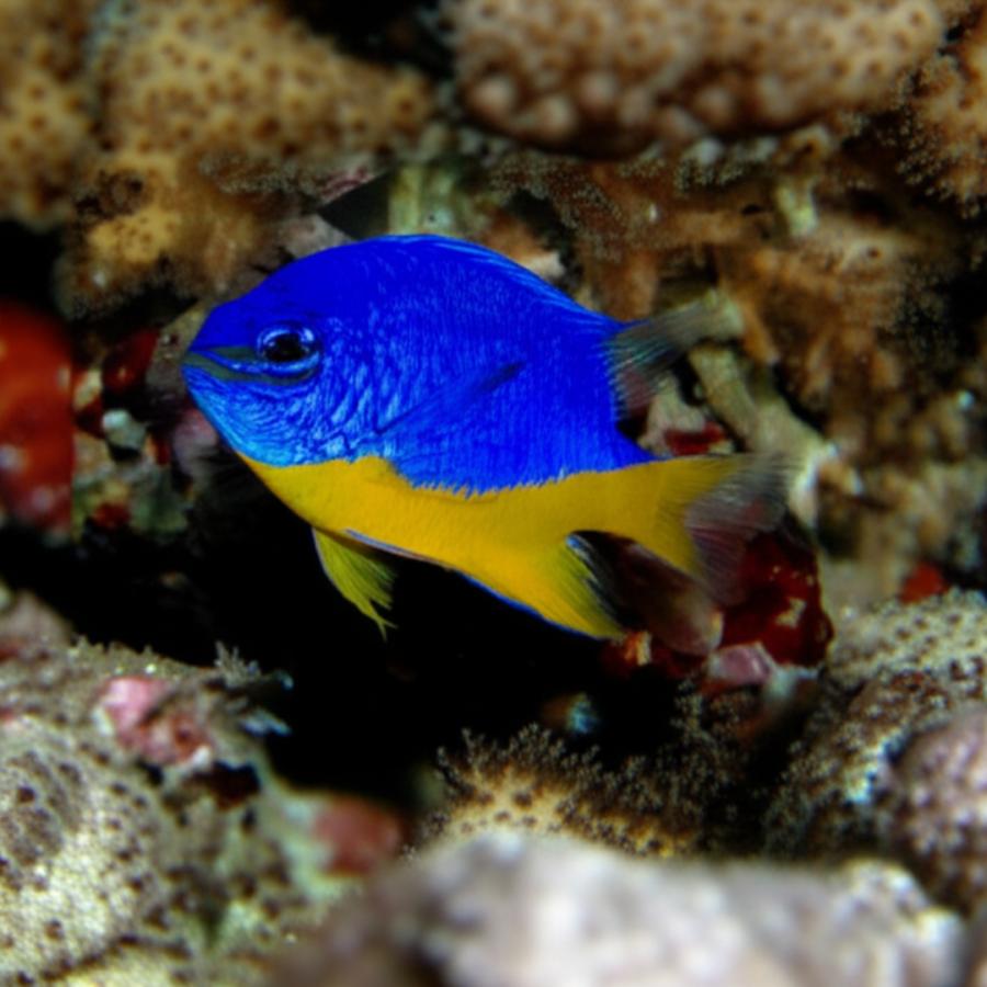 海水魚·珊瑚等譲ります。
