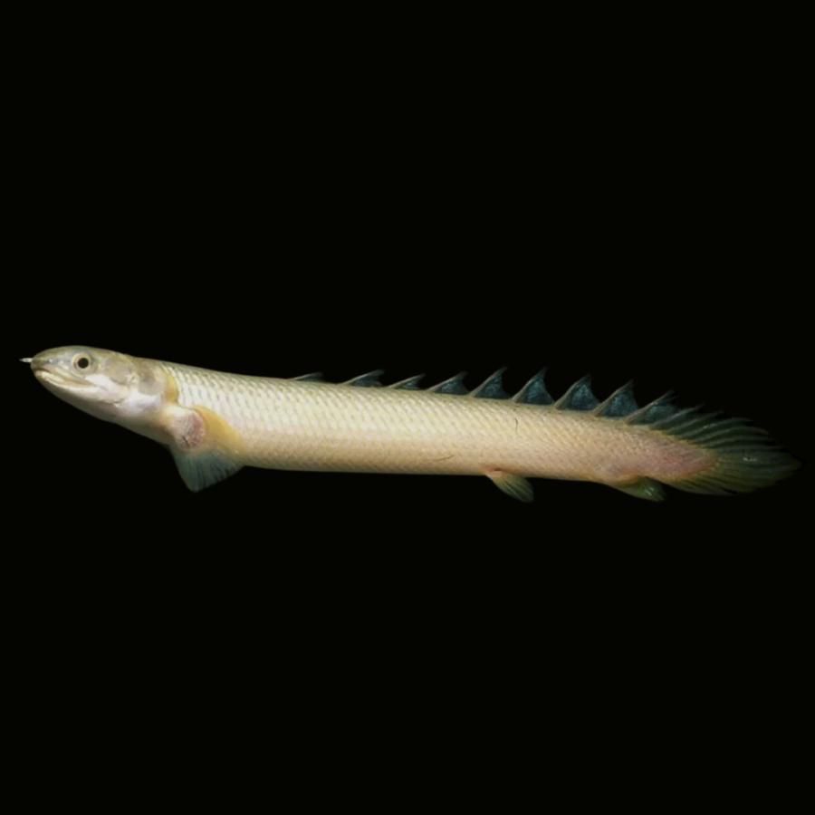 熱帯魚 古代魚 大型魚 ポリプテルス・セネガルス 6cm± 4匹 【生きた