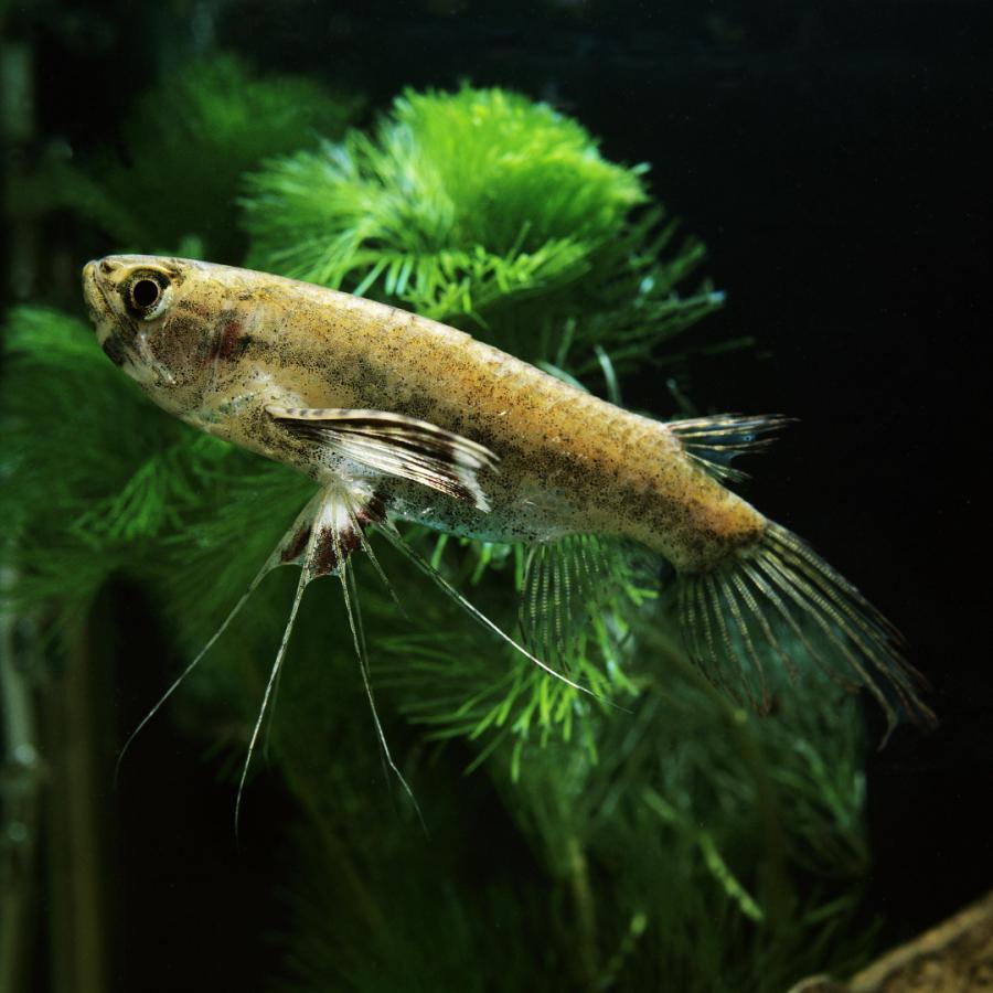 熱帯魚 古代魚 珍魚 バタフライフィッシュ 6cm± 4匹 【蝶のように泳ぐ 