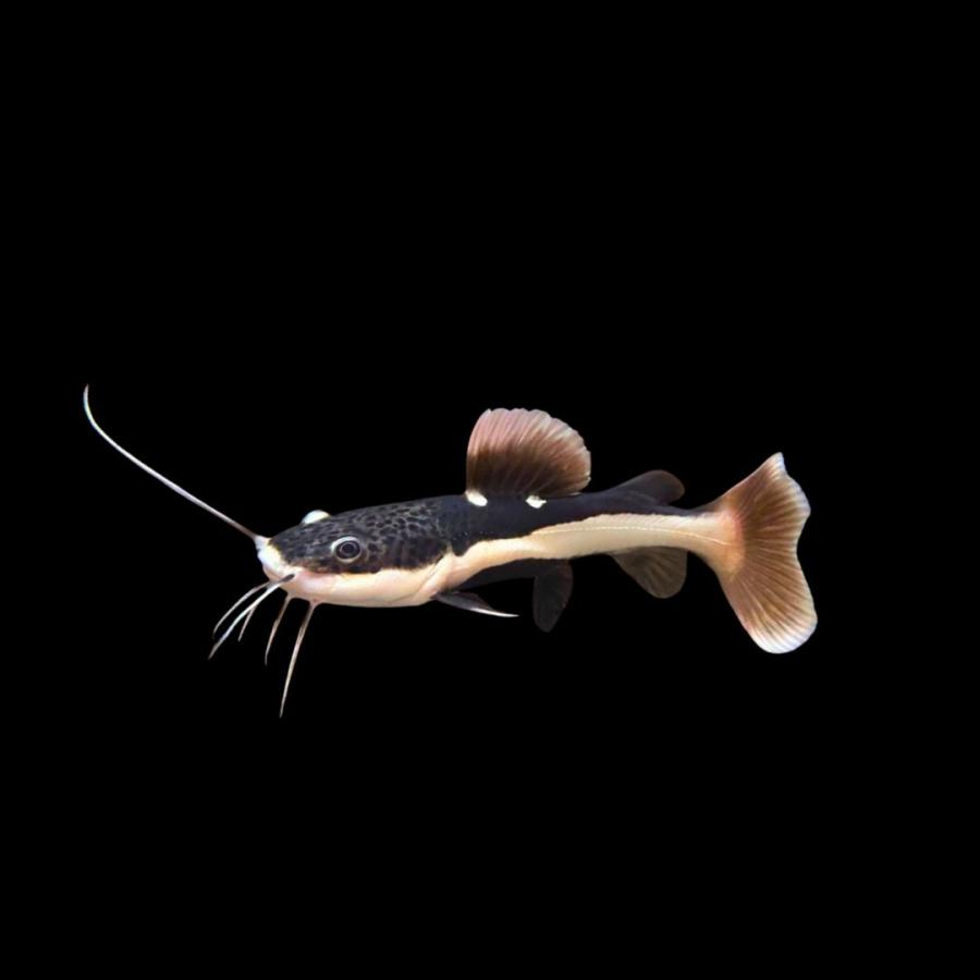 淡水魚 大型ナマズ レッドテールキャット 5cm± 1匹 【超大型種