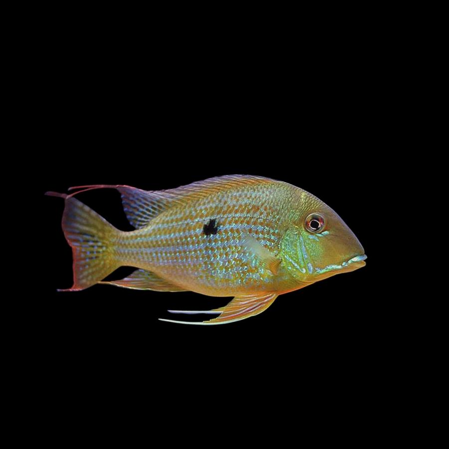 熱帯魚 アメリカンシクリッド レッドゲオファーガス 4cm± 3匹 【人気の 