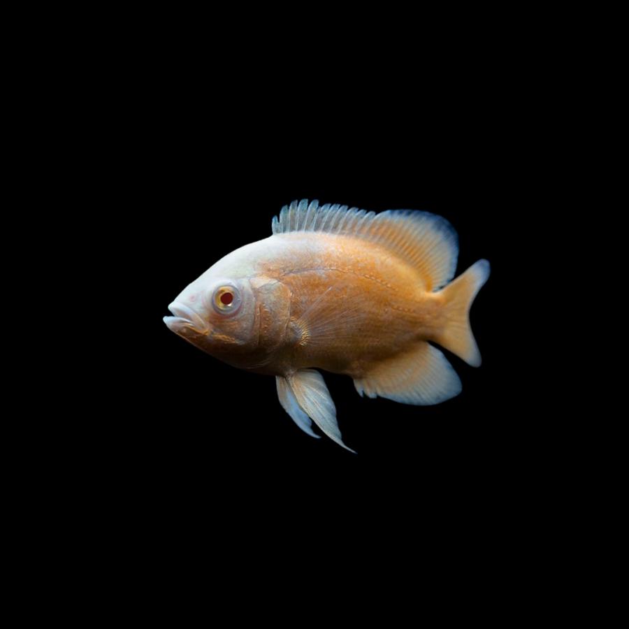 熱帯魚 アメリカンシクリッド アルビノレッドオスカー 4cm± 3匹 【人に 