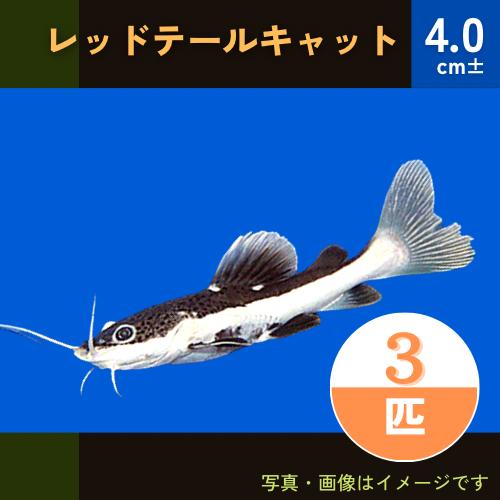 熱帯魚 ナマズ レッドテールキャット 5cm ３匹 増子水景 通販 Yahoo ショッピング