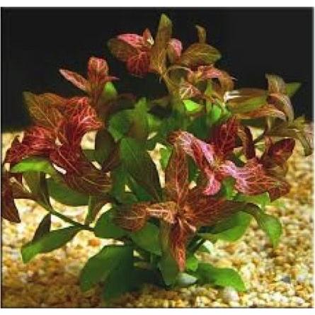 有茎草 水草 ハイグロフィラ ロザエネルビス 水中葉 ３束分 増子水景 通販 Yahoo ショッピング