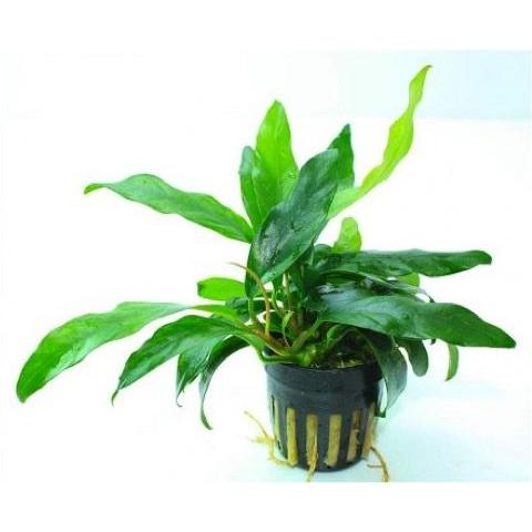 水草 アヌビアス ミニマ ３pot 増子水景 通販 Yahoo ショッピング