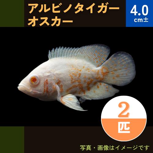 熱帯魚 シクリッド アルビノタイガーオスカー 4cm 2匹 増子水景 通販 Yahoo ショッピング