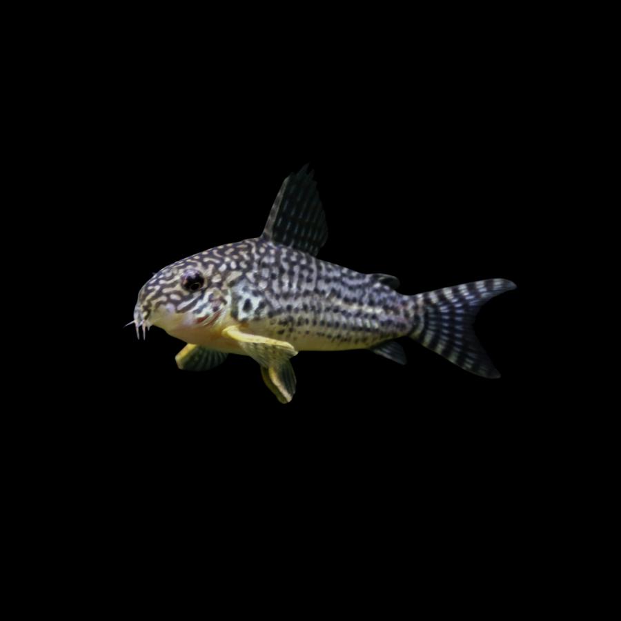 熱帯魚　コリドラス　ステルバイ 熱帯魚 コリドラス コリドラス・ステルバイ 2.5cm± 5匹 【胸ビレの