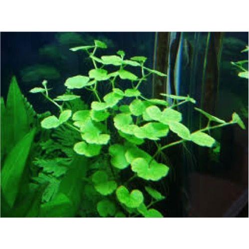 有茎草 水草 アマゾンチドメグサ ５束分 増子水景 通販 Yahoo ショッピング