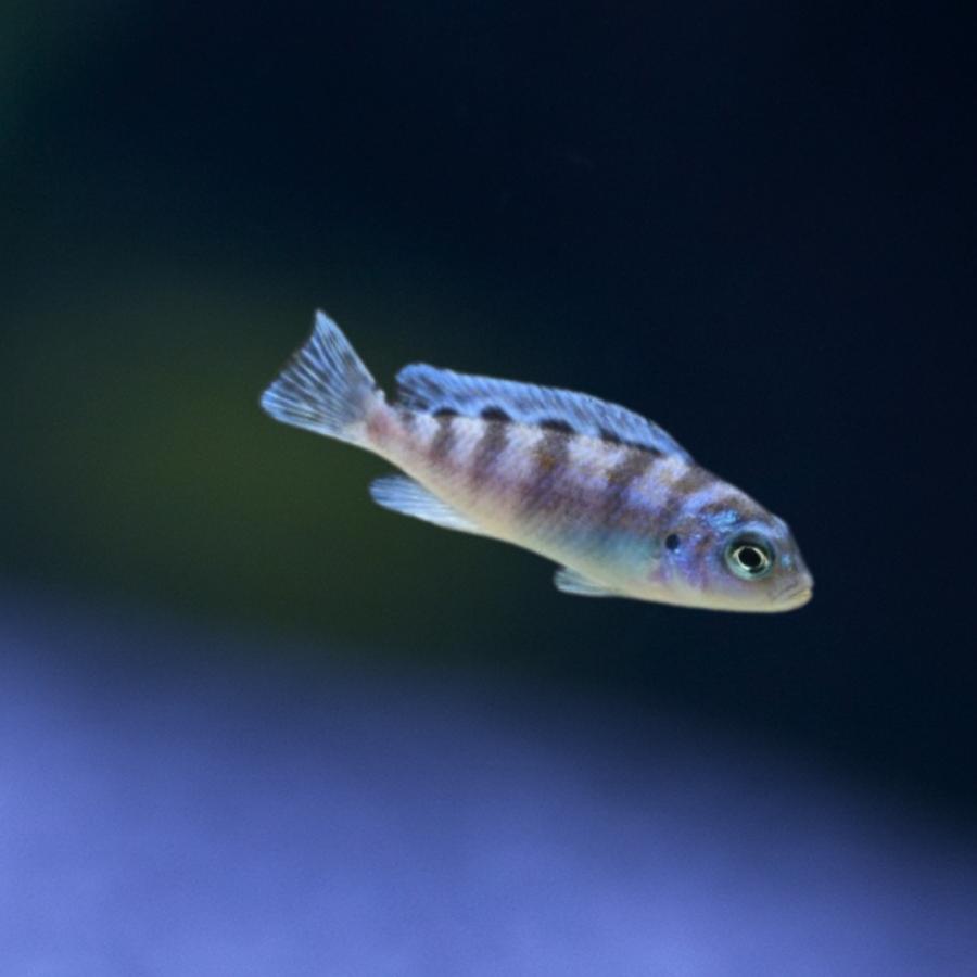 熱帯魚 アフリカンシクリッド ゴールデンゼブラシクリッド 約3cm 12匹