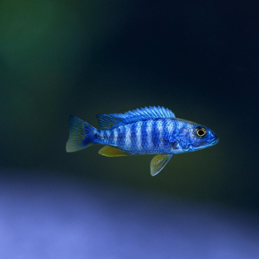 熱帯魚 アフリカンシクリッド アーリー 約4cm 15匹 【人気のマラウイ 