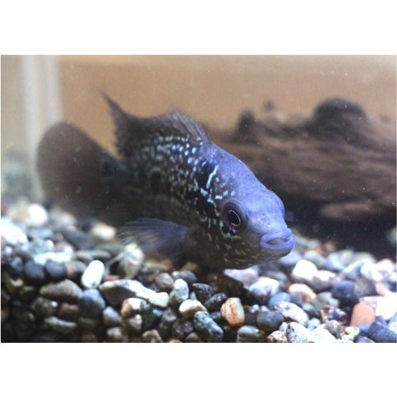 熱帯魚 シクリッド フラワーホーン フライングドラゴン 紅面飛龍 ４cm １匹 増子水景 通販 Yahoo ショッピング