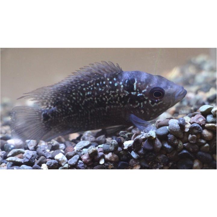 熱帯魚 シクリッド フラワーホーン フライングドラゴン 紅面飛龍 ４cm １匹 増子水景 通販 Yahoo ショッピング