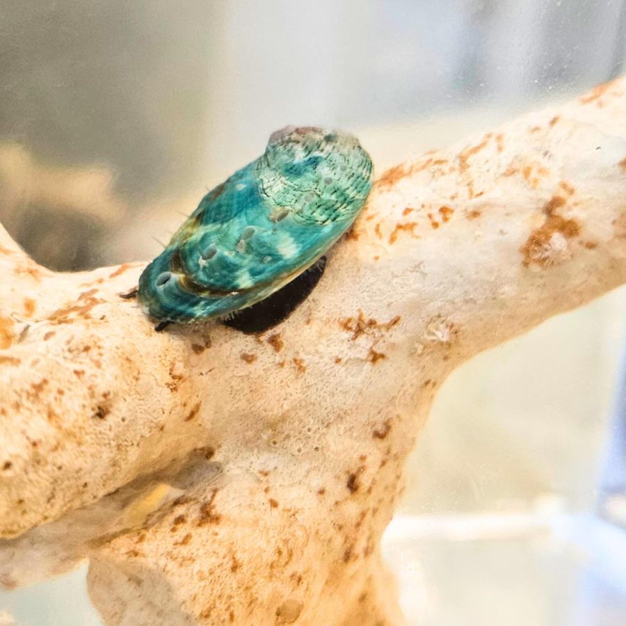 海水生物 貝 アワビグリーン（エゾアワビ） 2.5cm± 2匹 【強力なコケ