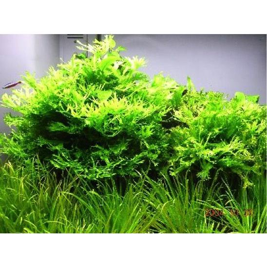 水草 ミクロソリウム ウェンディーローブ ３束分 増子水景 通販 Yahoo ショッピング