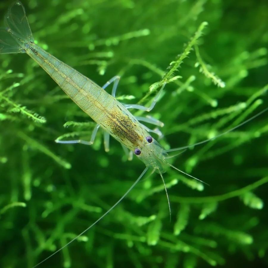 淡水生物 エビ ヤマトヌマエビ 2.5cm± 3匹 【最強のコケ取りエビ 