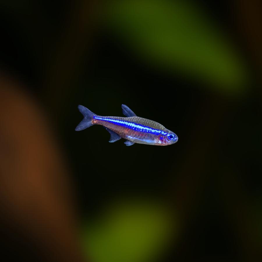 熱帯魚 カラシン グリーンネオンテトラ 2cm± 6匹 【水草水槽に最適