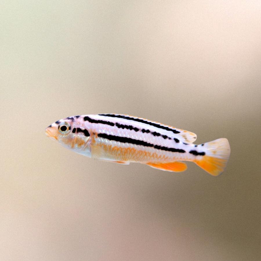 アフリカンシクリッド イエローストライプシクリッド 3cm± 12匹 【上級