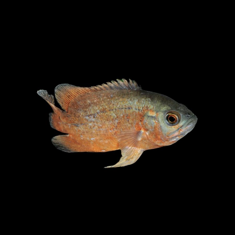 淡水魚 アメリカンシクリッド レッドオスカー 4cm± 3匹 【人によく 