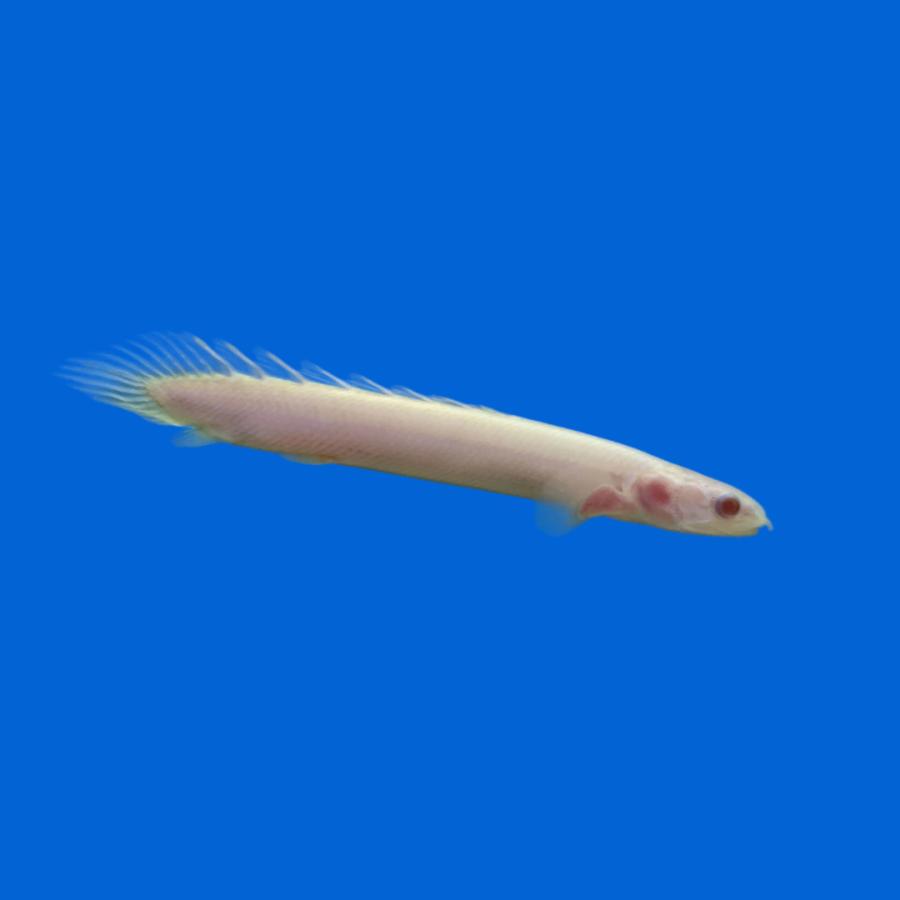 熱帯魚 古代魚 大型魚 ポリプテルス・セネガルス・アルビノ 6cm± 5匹