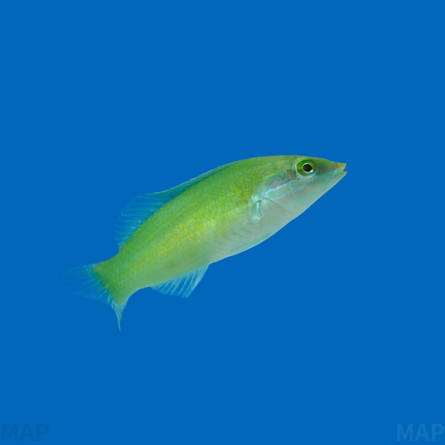 海水魚 ベラ キュウセンの仲間 ライムラス 5cm± 1匹 【丈夫で飼い 