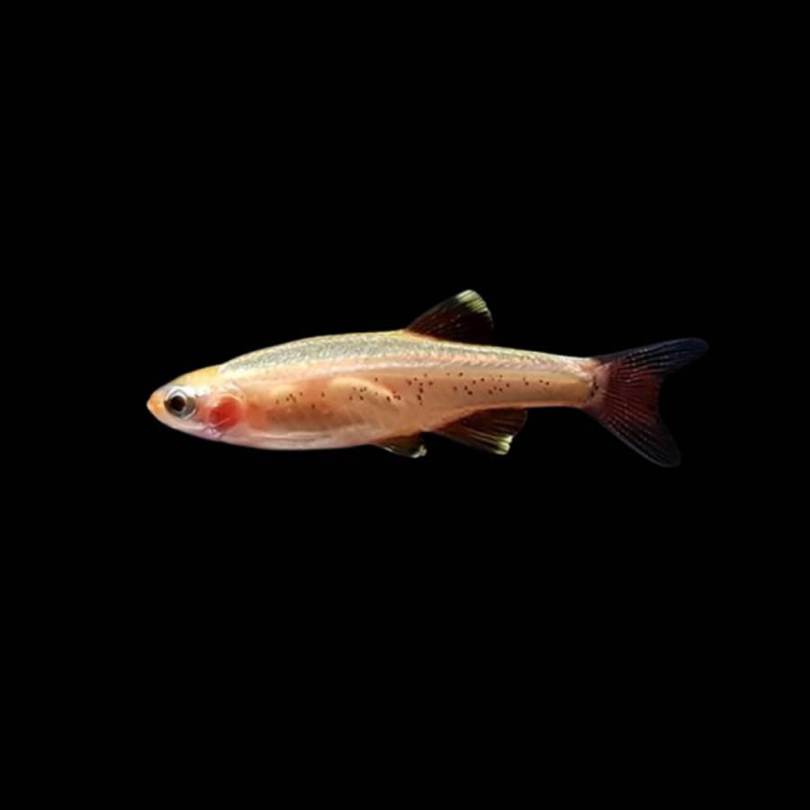 熱帯魚 コイ ゴールデンアカヒレ 2cm ５匹 増子水景 通販 Yahoo ショッピング
