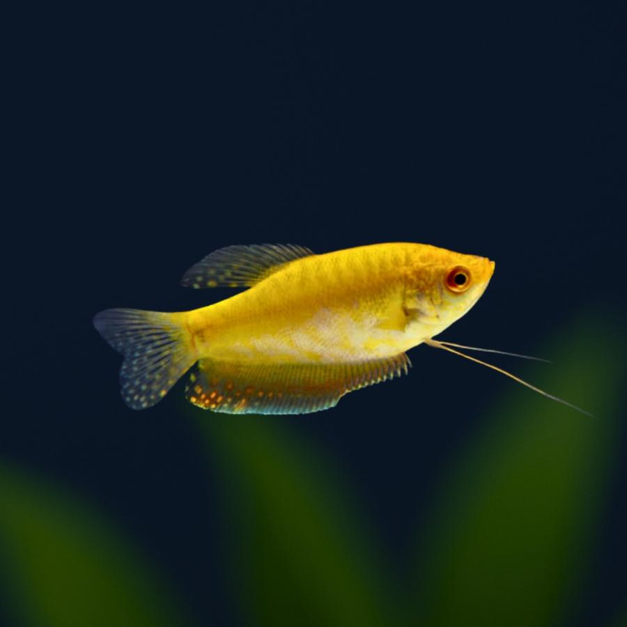 熱帯魚 アナバス ゴールデン グラミー 5cm 1匹 増子水景 通販 Yahoo ショッピング