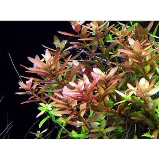 有茎草 水草 ロタラ インディカ 水中葉 ５束分 増子水景 通販 Yahoo ショッピング