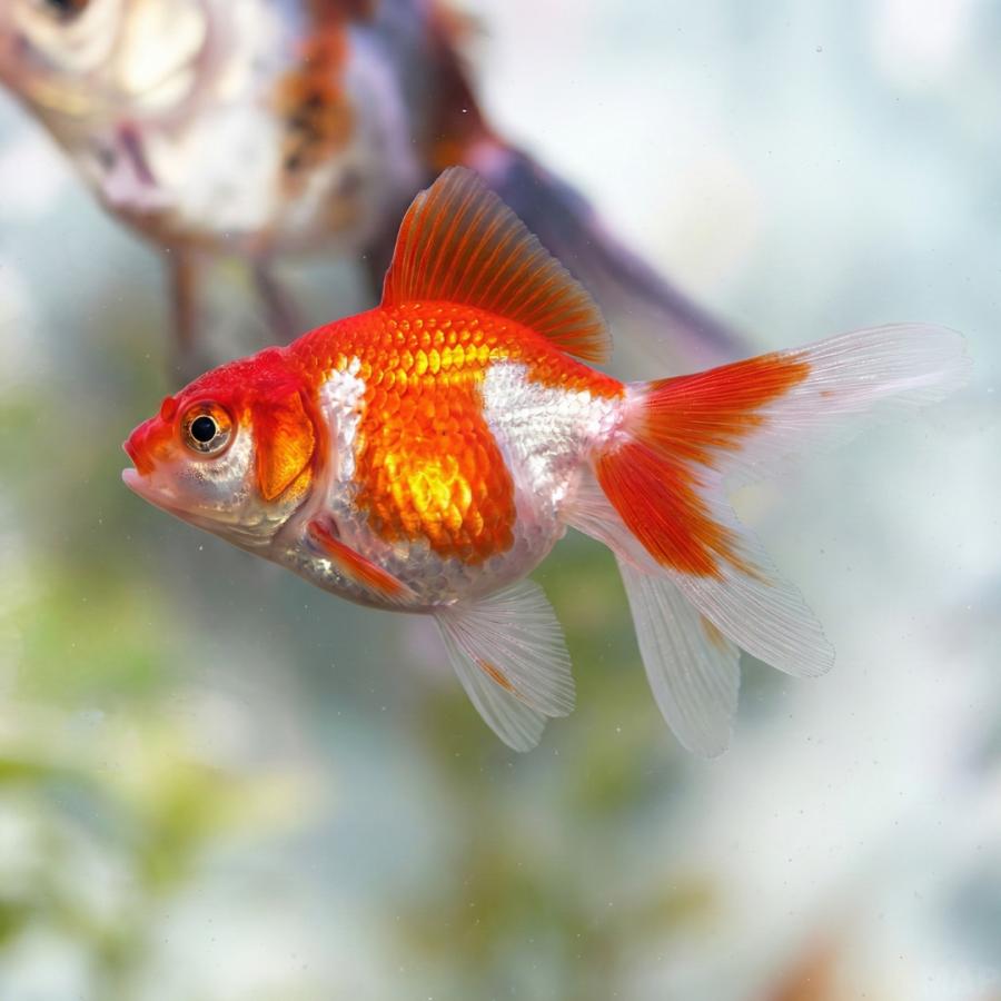 淡水魚 金魚 琉金 更紗琉金 4cm± 4匹 【紅白模様】【入門に最適